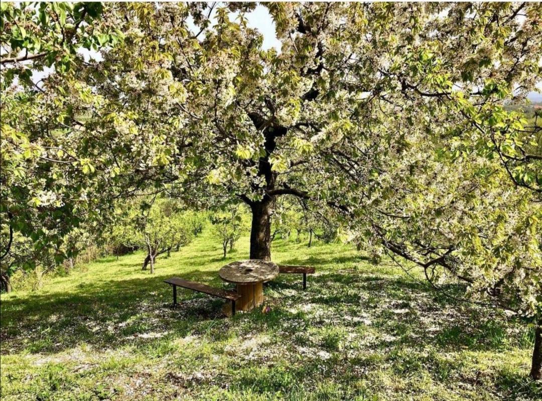 Vila Pogled アランジェロヴァツ エクステリア 写真